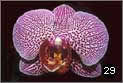 Immagine profilo di orchideac6